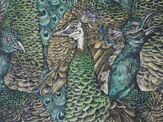 acquaforte, stampa calcografica, stampa artistica, pavona e pavone