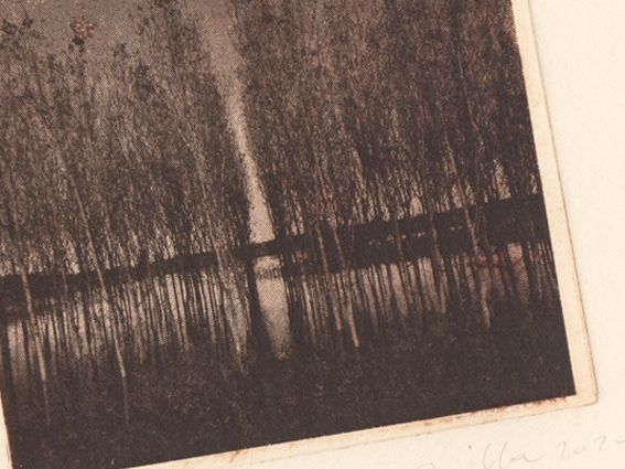 fotoincisione, stampa artistica che raffigura una panoramica di pioppi tra le acque del fiume Po