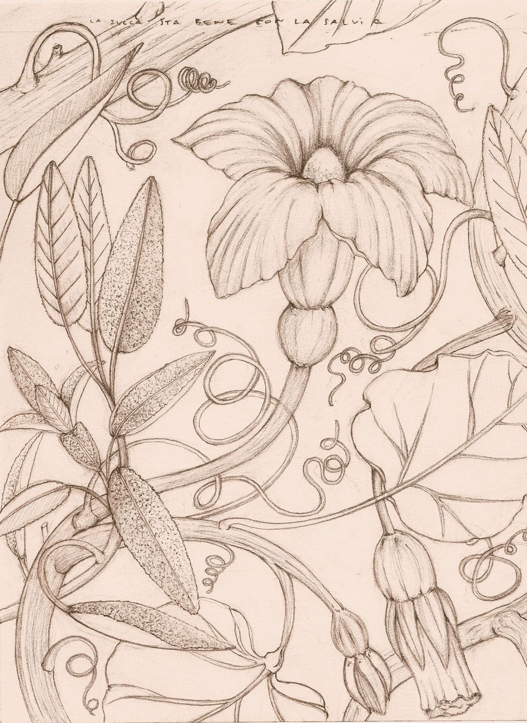 Disegno floreale, fiore di zucca e salvia